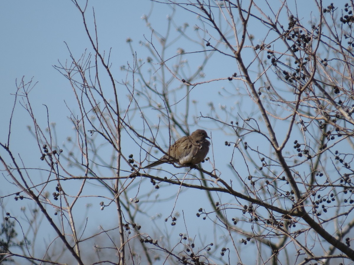 Mourning Dove - ML194215981
