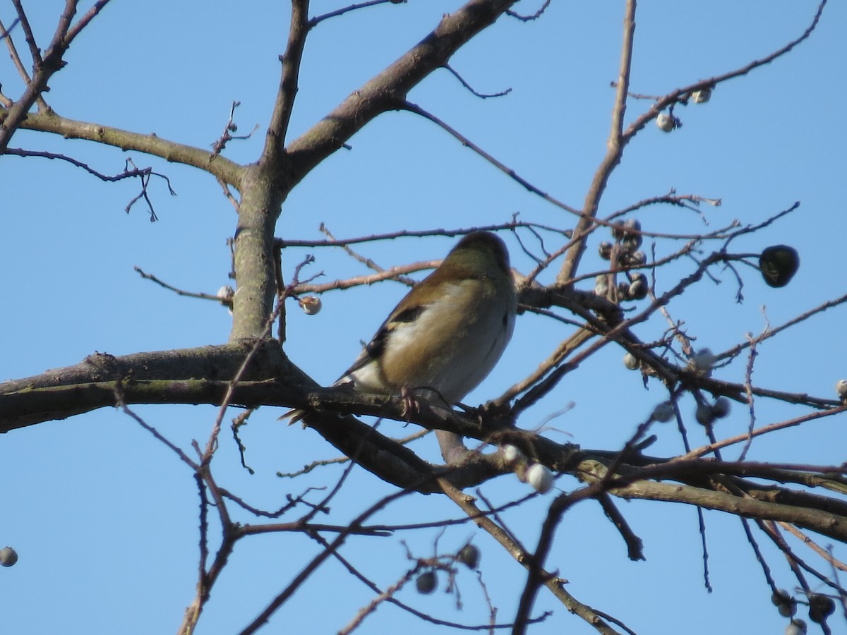 American Goldfinch - ML194216311