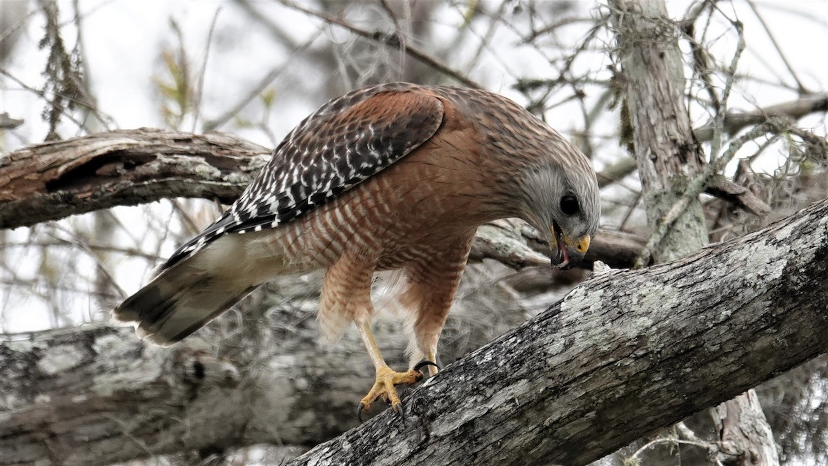 Red-shouldered Hawk - Ronald Breteler