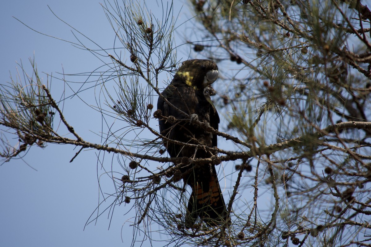 Cacatúa Lustrosa - ML194217231