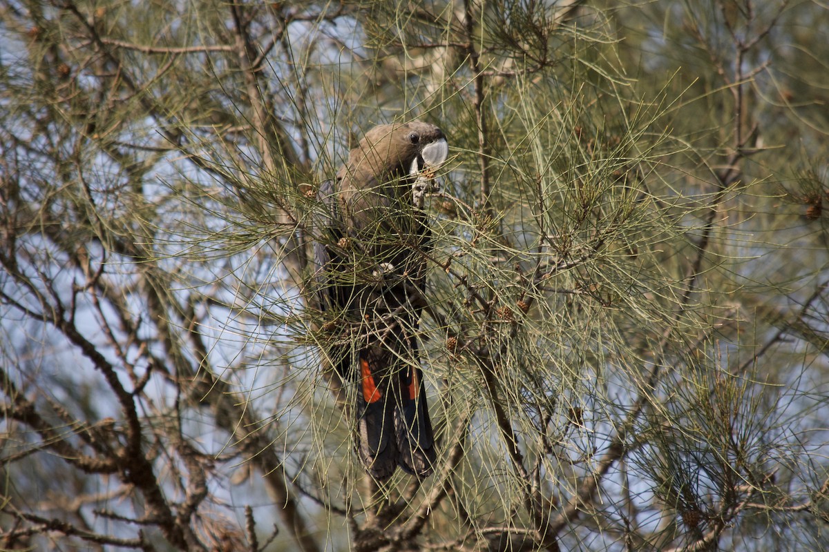 kakadu hnědohlavý - ML194217281