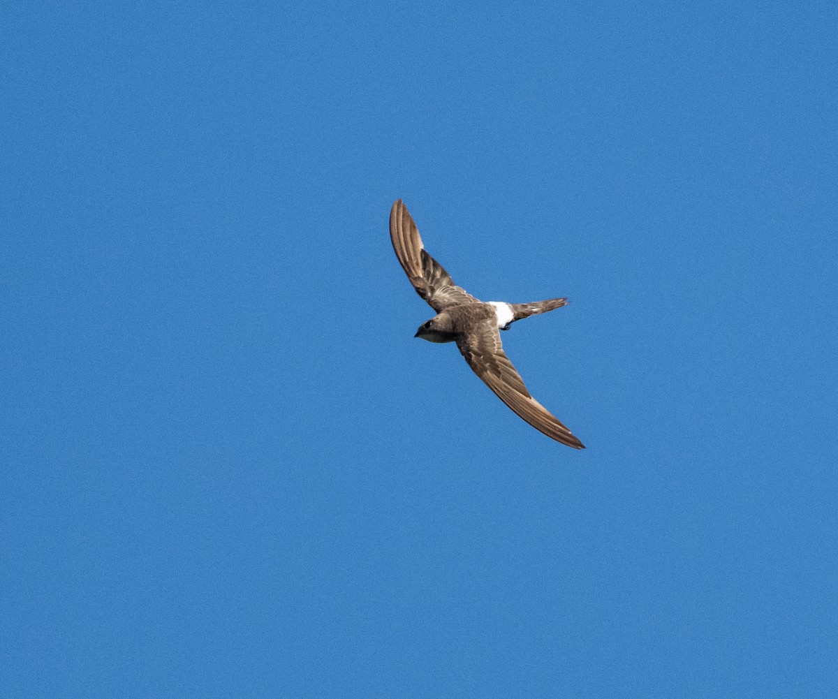 Pacific Swift - ML194217291