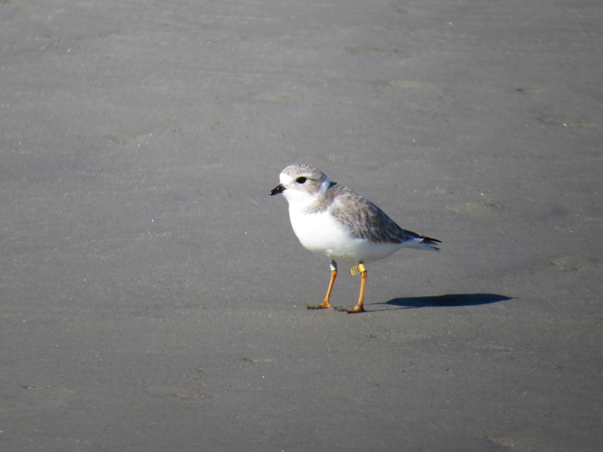 Piping Plover - ML194217371