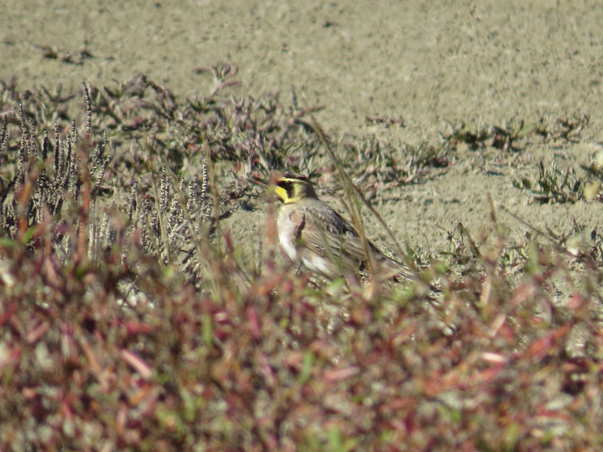 Horned Lark - ML194217841