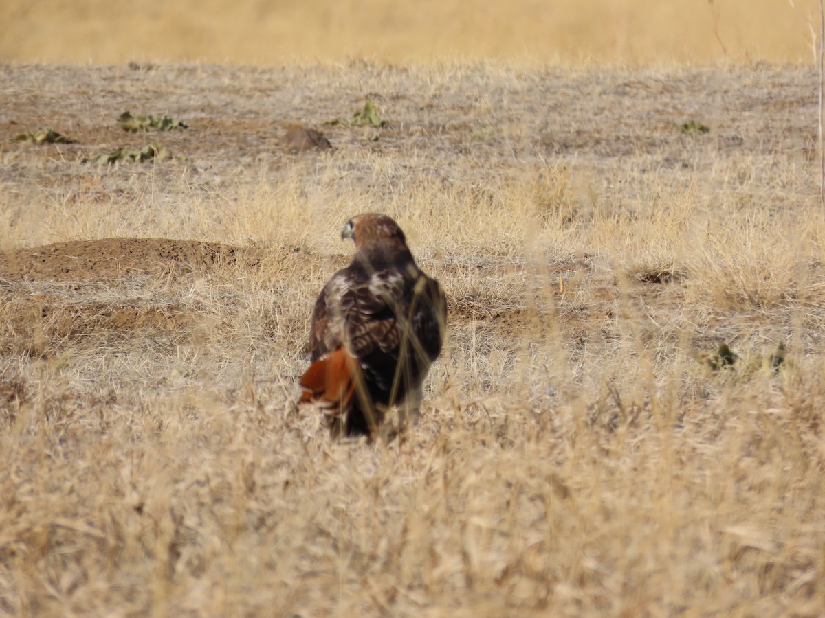 Red-tailed Hawk - ML194219631