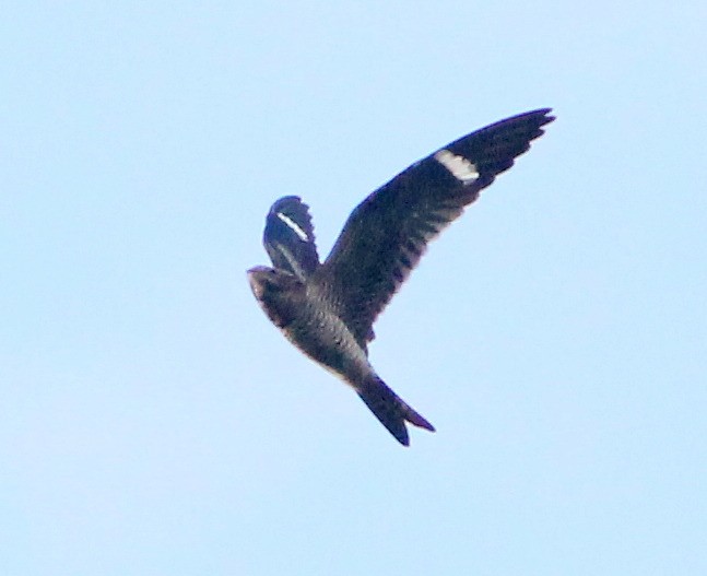 Common Nighthawk - ML194220871