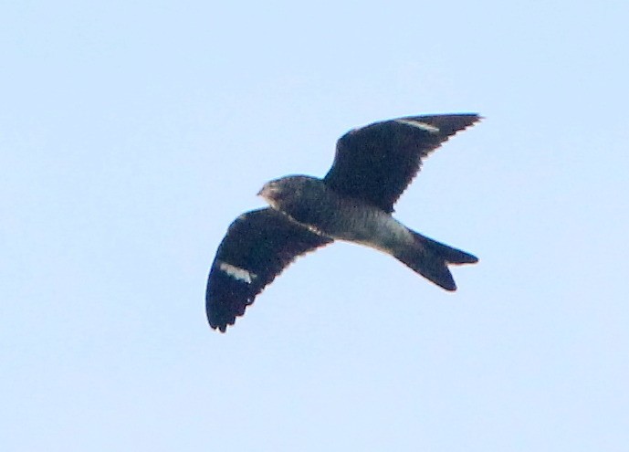 Common Nighthawk - ML194220901