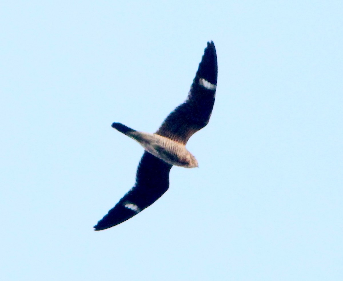 Common Nighthawk - ML194220911