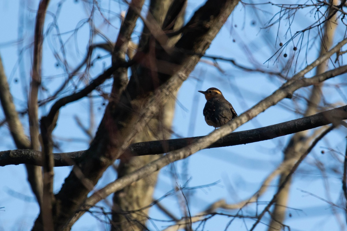 Varied Thrush - ML194222381