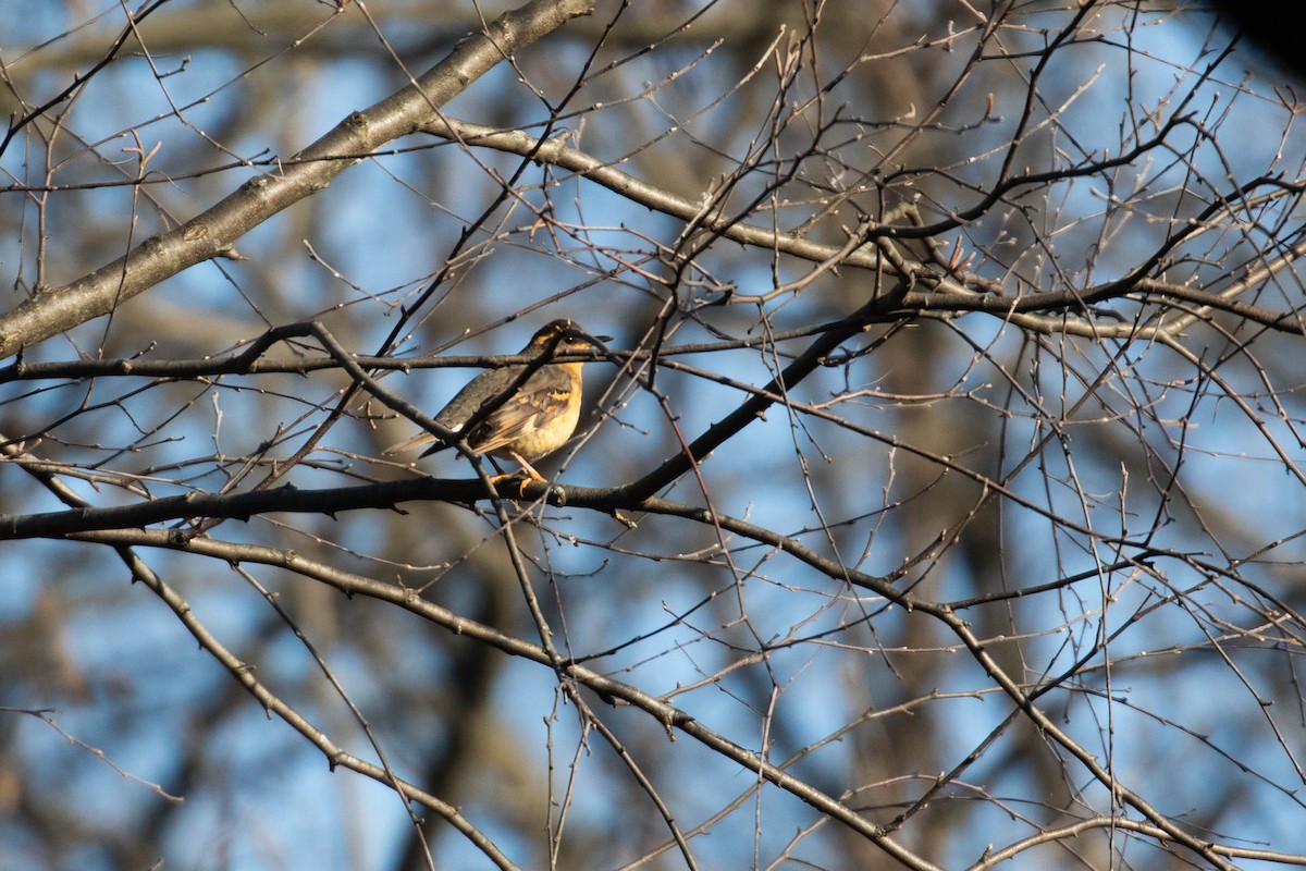 Varied Thrush - ML194222401