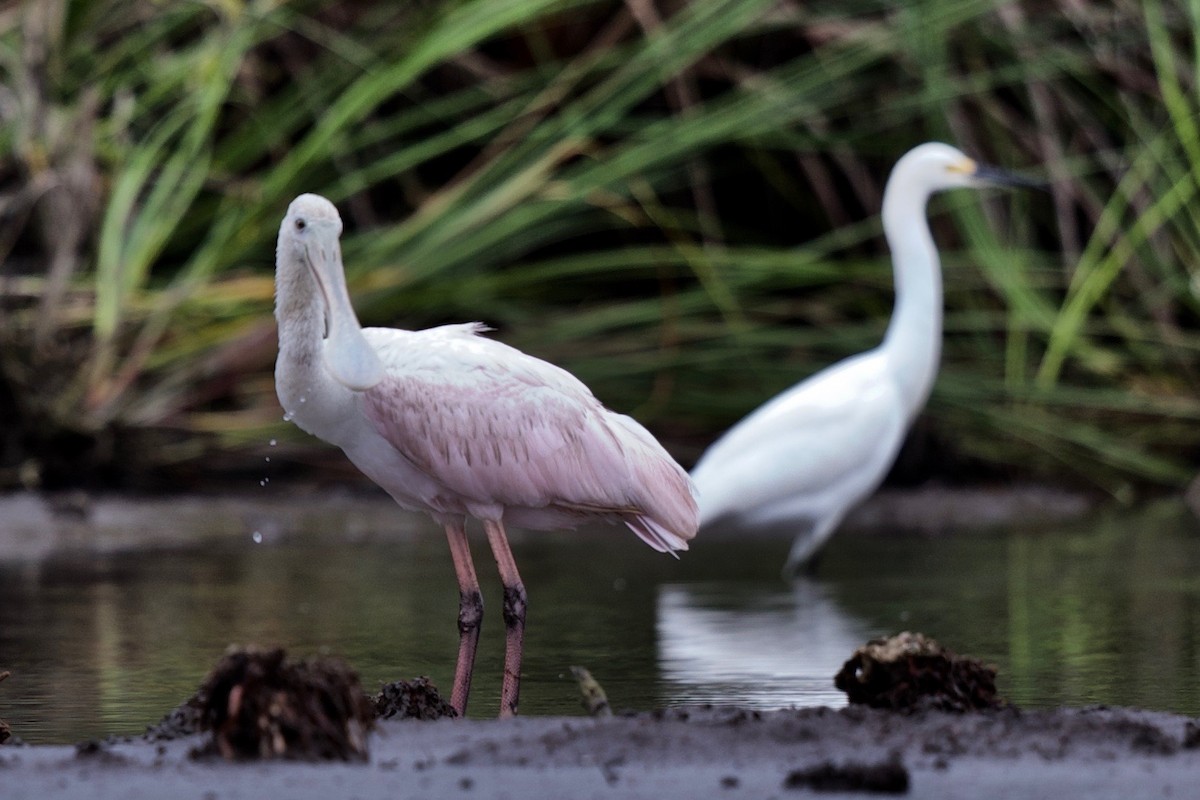 Roseate Spoonbill - ML194223401