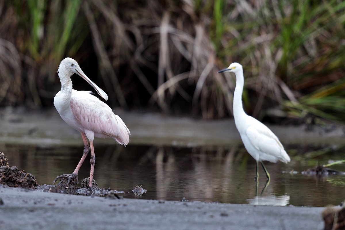 Roseate Spoonbill - ML194223541