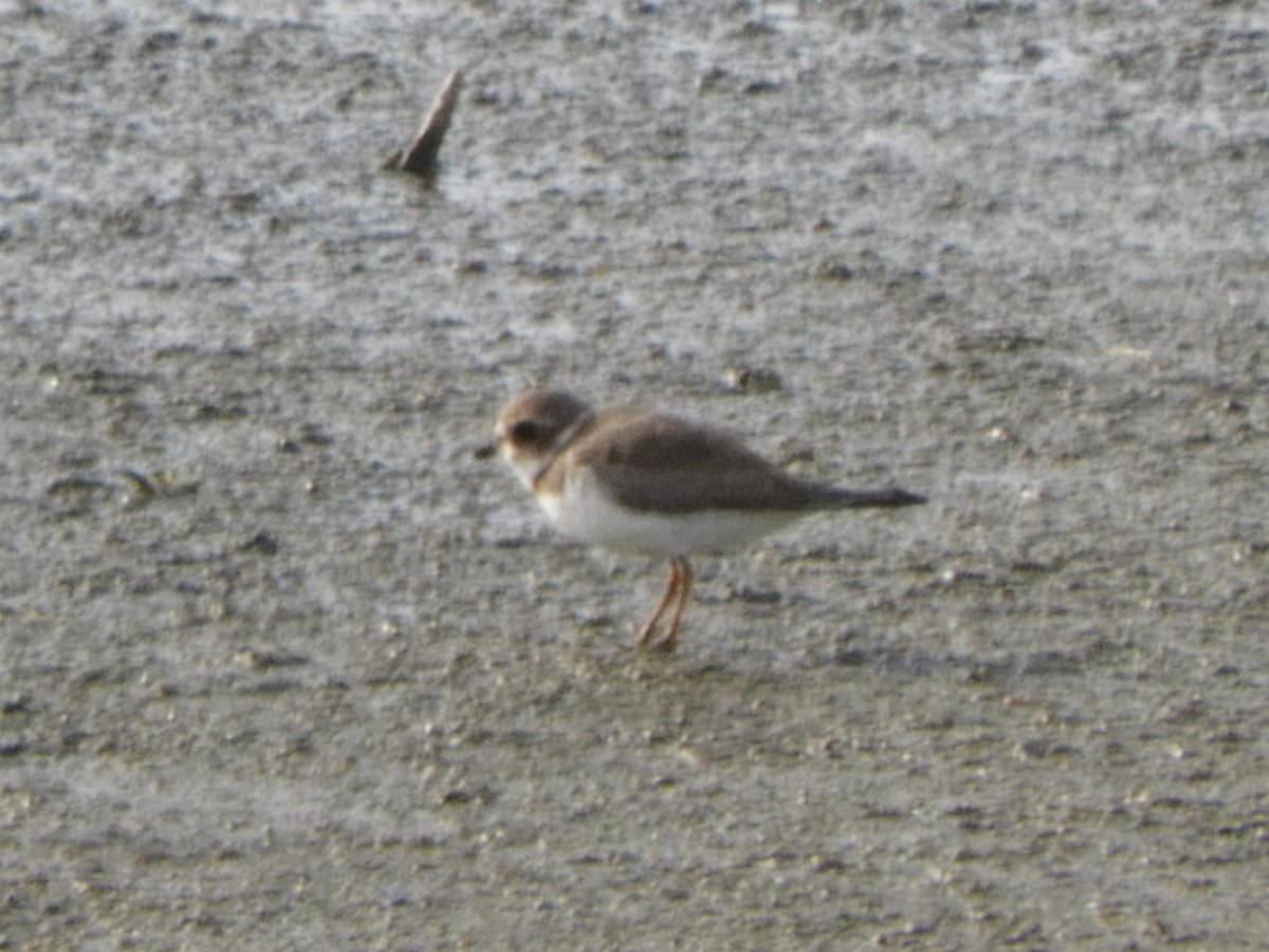 Semipalmated Plover - ML194223581