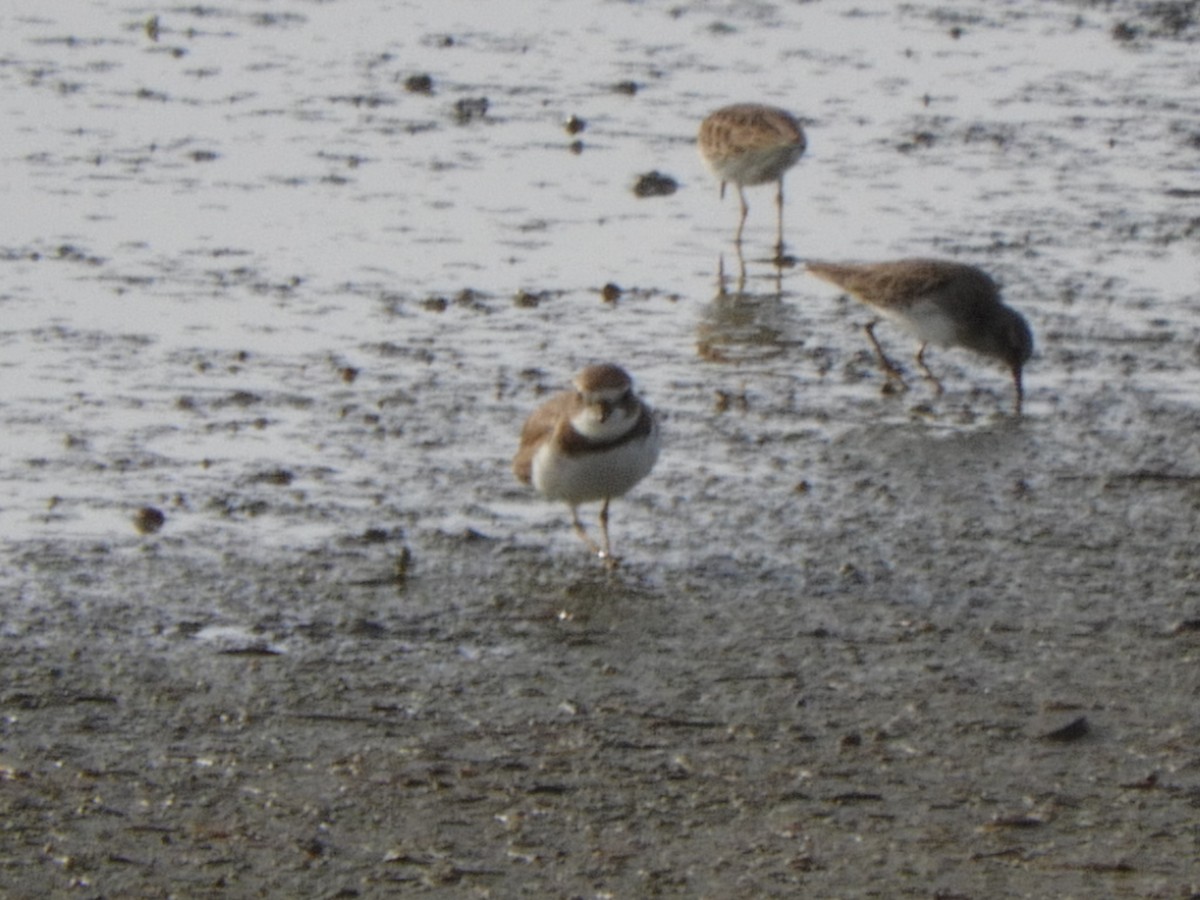 Semipalmated Plover - ML194223671