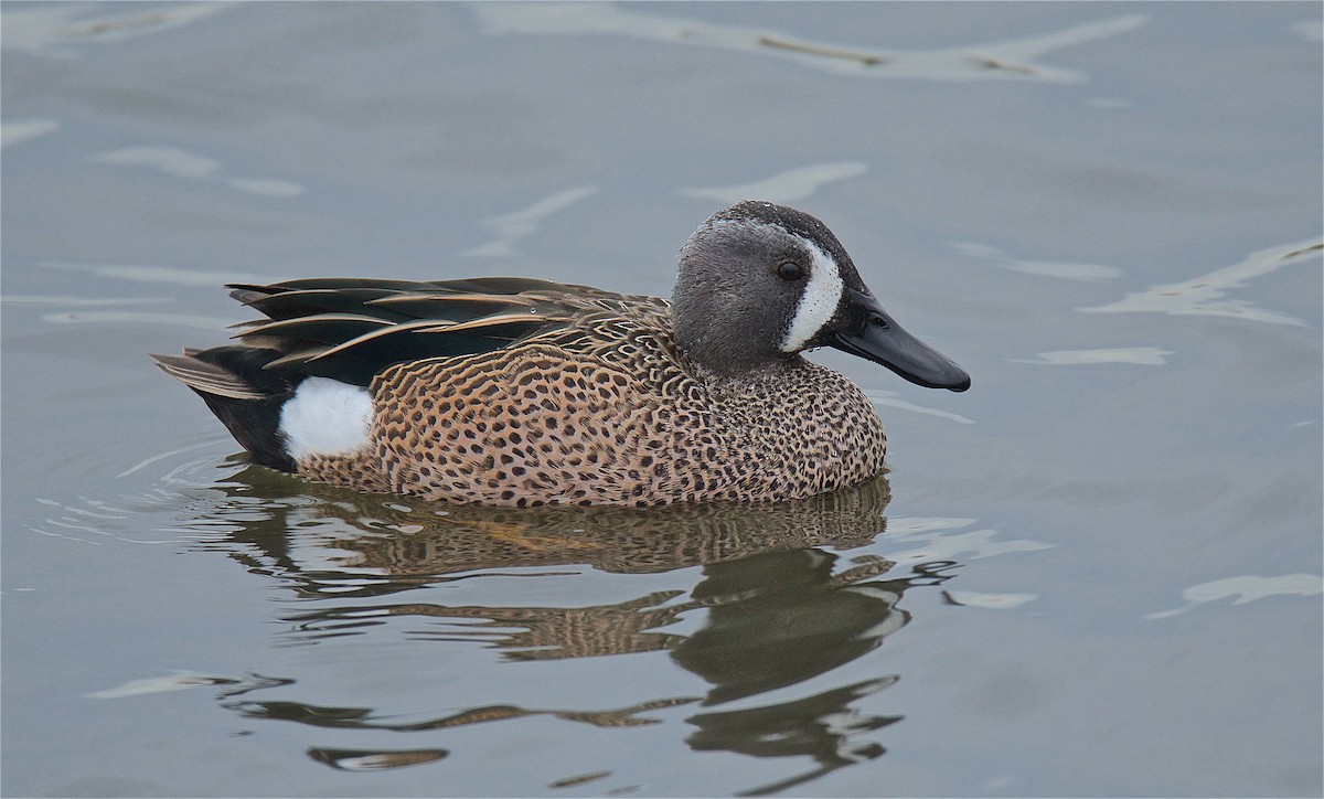 Blue-winged Teal - ML194224371