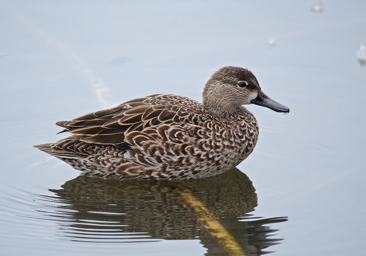 Blue-winged Teal - ML194224421