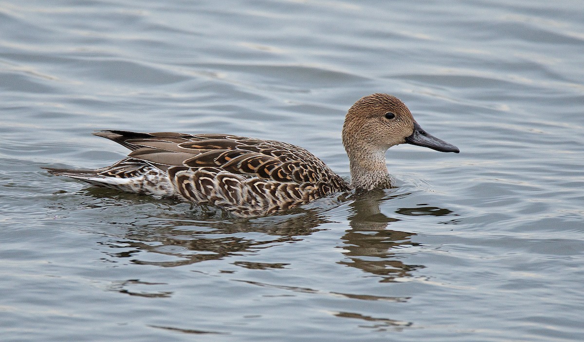 Northern Pintail - ML194224721