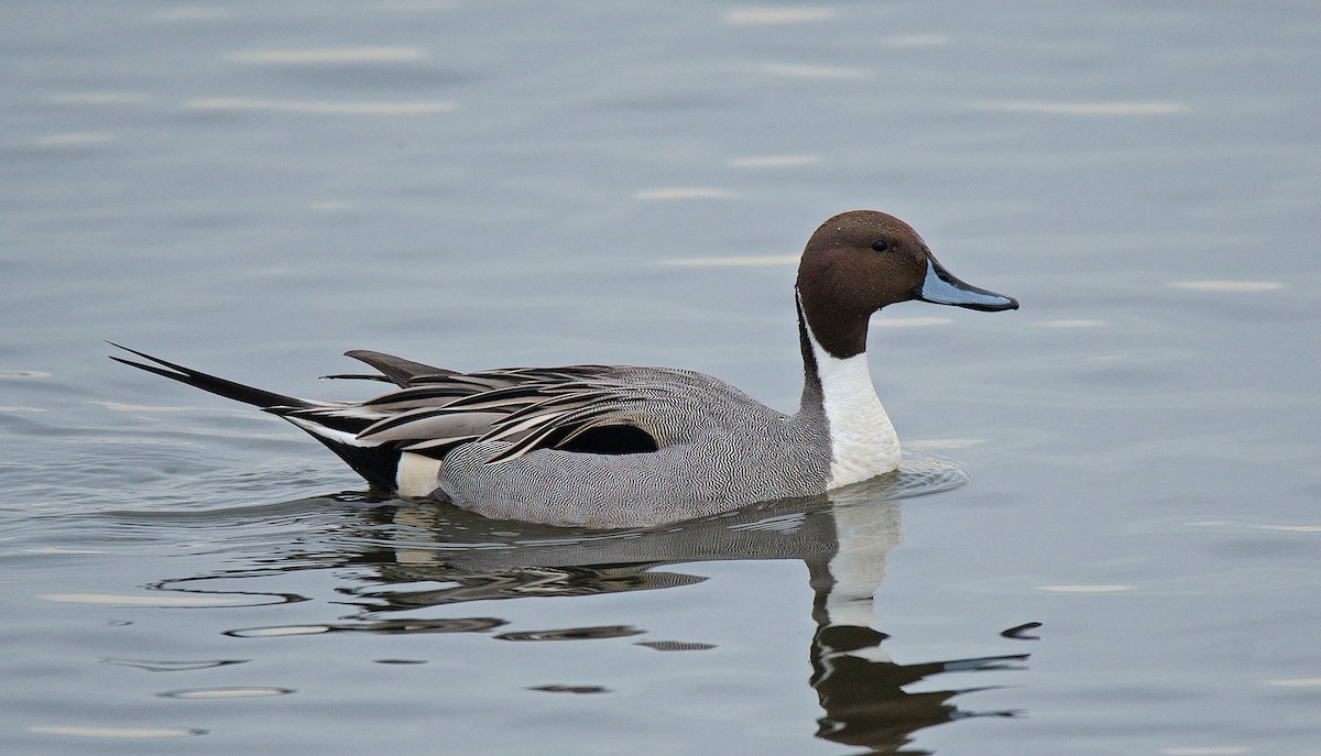 Northern Pintail - ML194224741