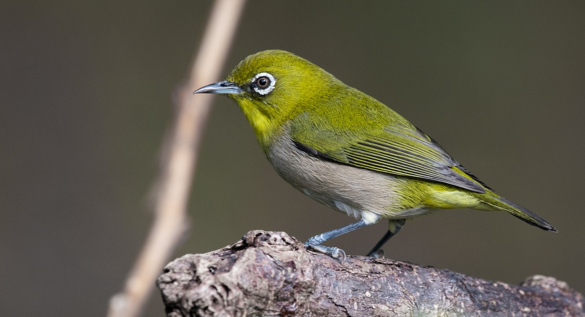 Warbling White-eye - ML194225191