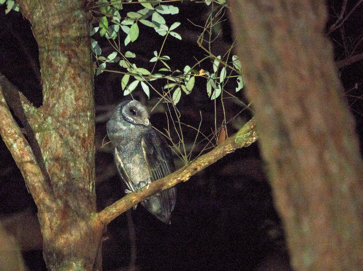 Sooty Owl (Greater) - ML194225871