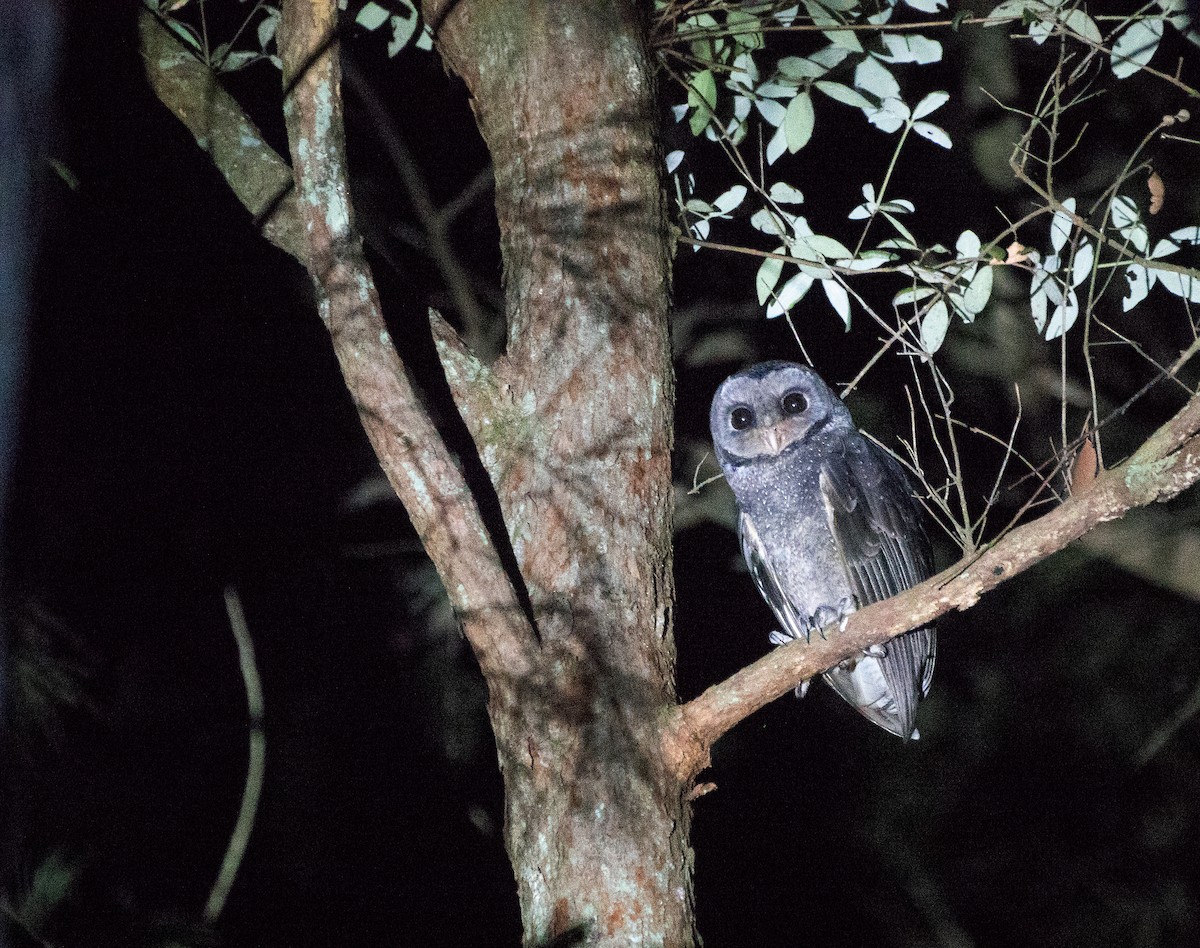 Sooty Owl (Greater) - ML194225921