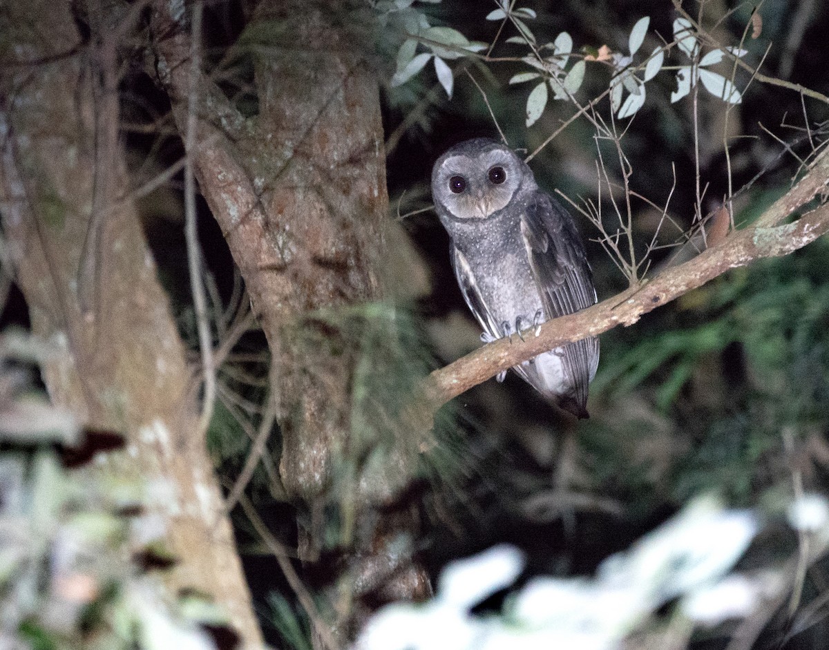 Sooty Owl (Greater) - ML194225931