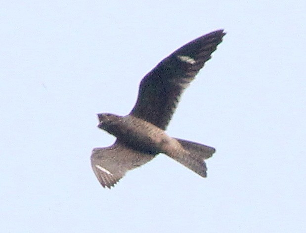 Common Nighthawk - ML194226831