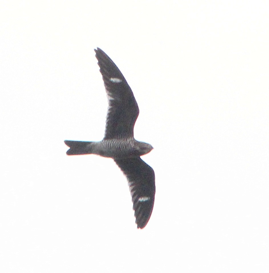Common Nighthawk - ML194226871