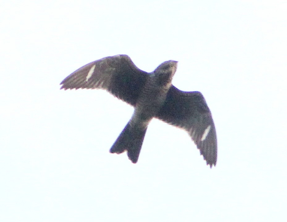 Common Nighthawk - ML194226941