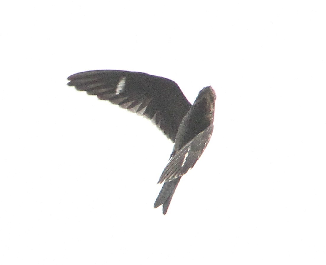 Common Nighthawk - ML194226961