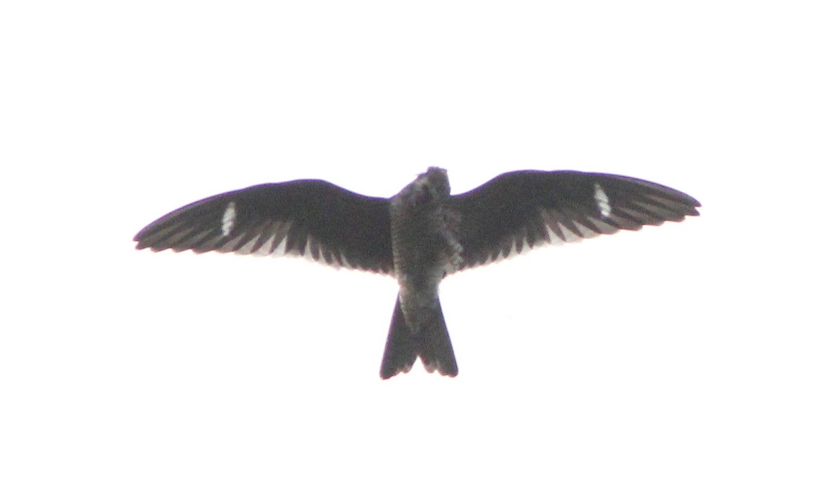 Common Nighthawk - ML194227051