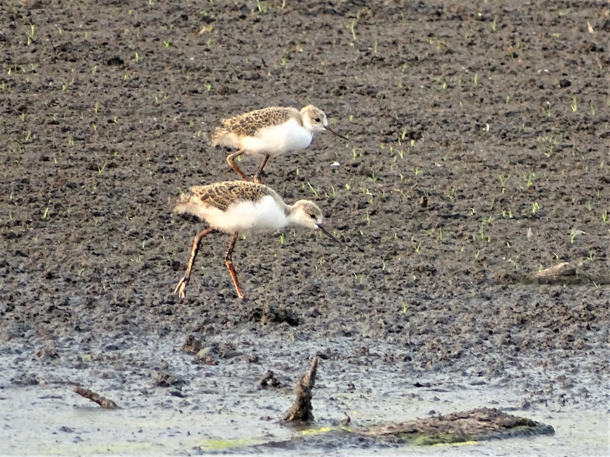 Pied Stilt - ML194227131