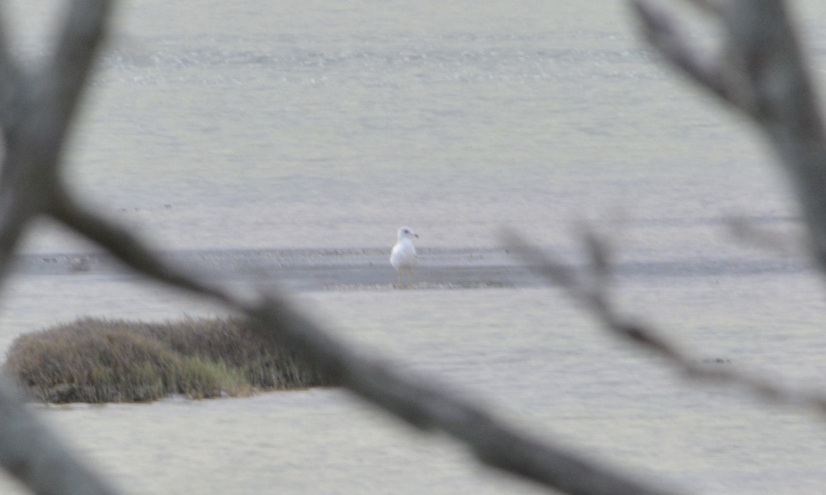 Ring-billed Gull - ML194228041