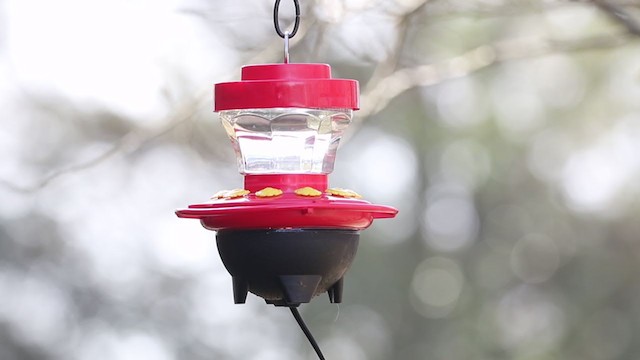 Black-chinned Hummingbird - ML194228211