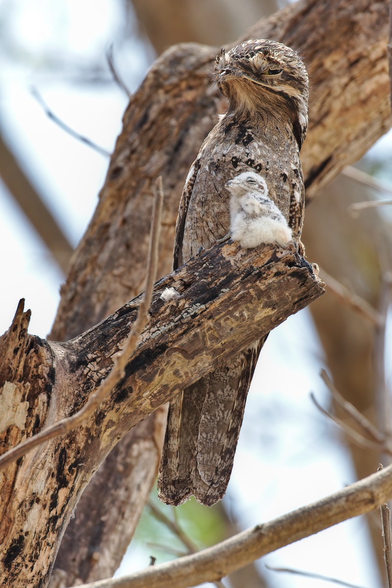 Common Potoo - ML194228701