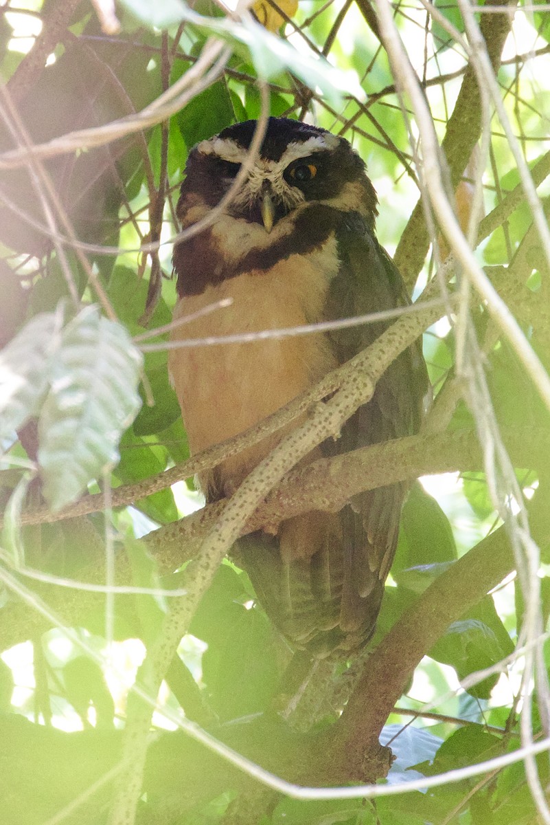 Spectacled Owl - ML194228721
