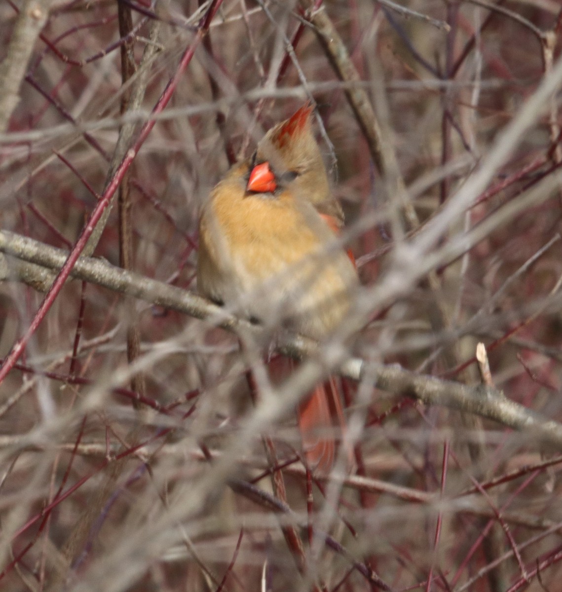Northern Cardinal - ML194229271