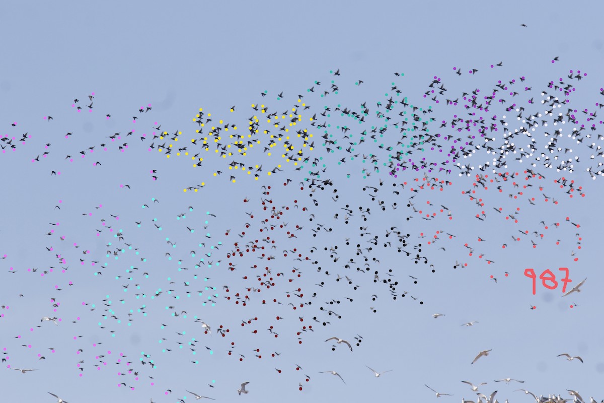 European Starling - ML194229821