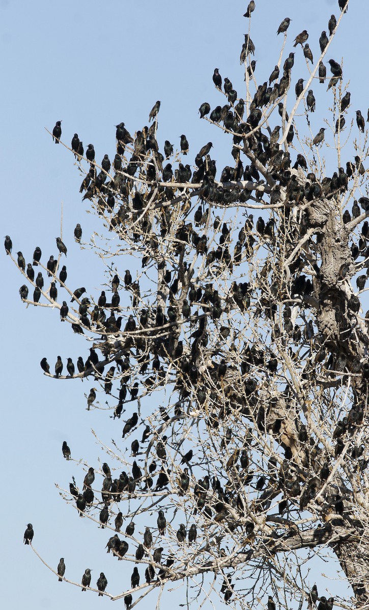 European Starling - ML194230131