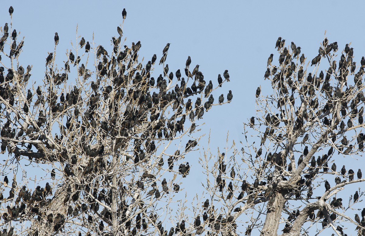 European Starling - ML194230311