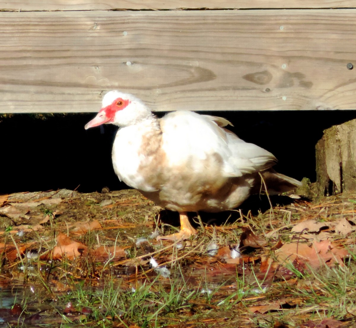 Muscovy Duck (Domestic type) - ML194231421