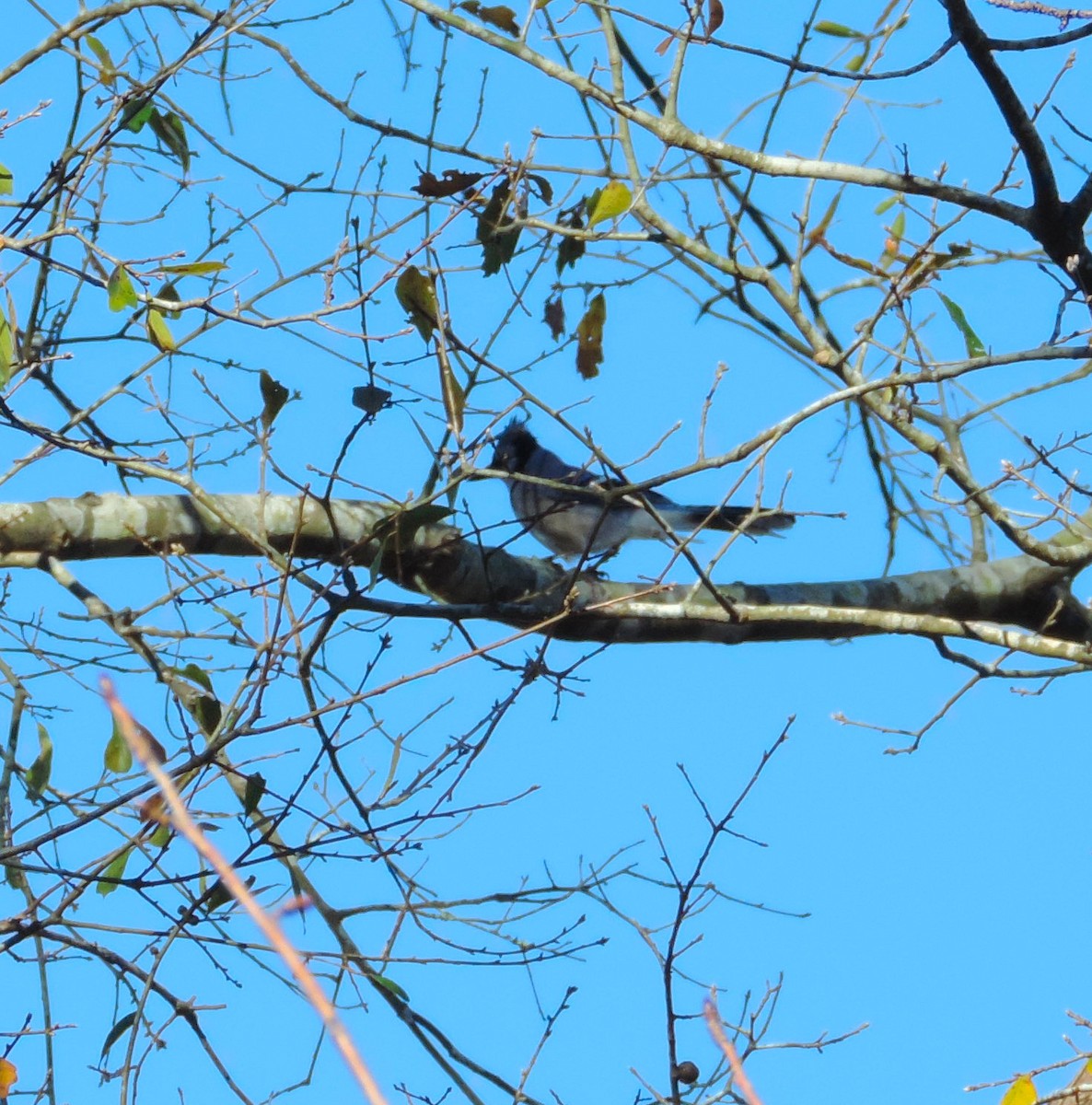 Blue Jay - ML194231631