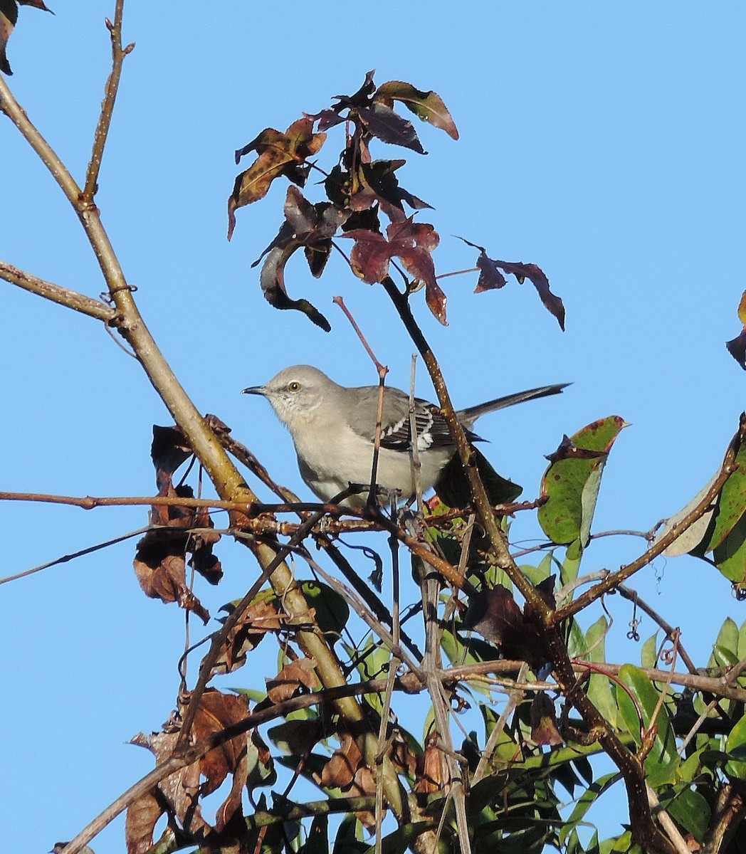 Northern Mockingbird - ML194231721