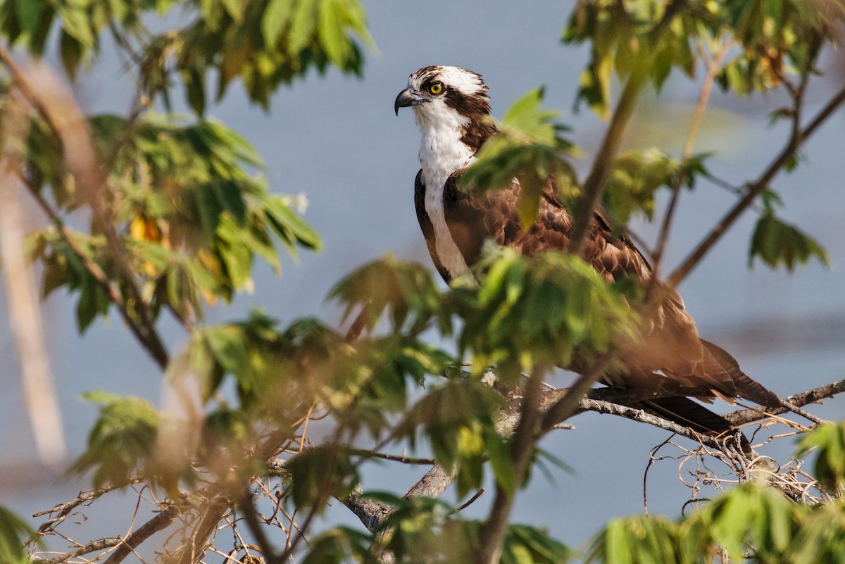 Águila Pescadora - ML194231891