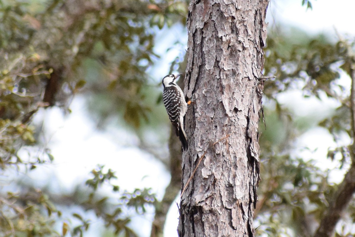 Red-cockaded Woodpecker - ML194232071