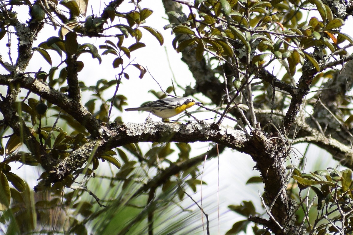 Yellow-throated Warbler - ML194232341