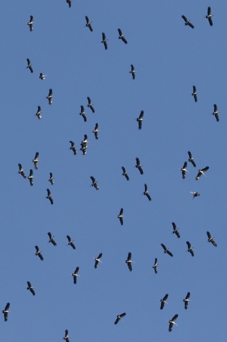 Asian Openbill - ML194232441