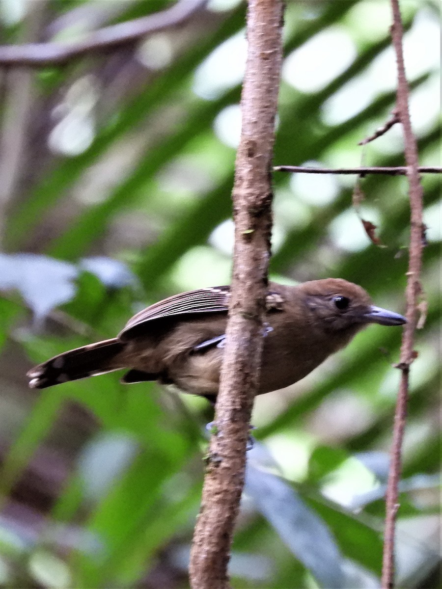 Black-crowned Antshrike - ML194232861