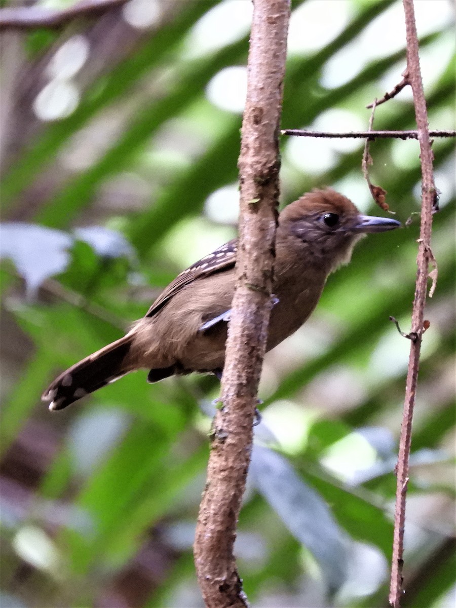 Black-crowned Antshrike - ML194232921