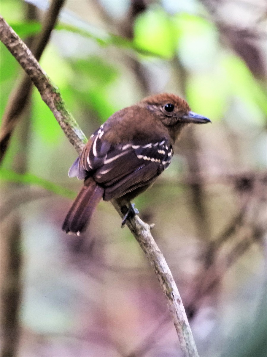 Black-crowned Antshrike - ML194232941